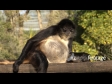 Monkey 1 933